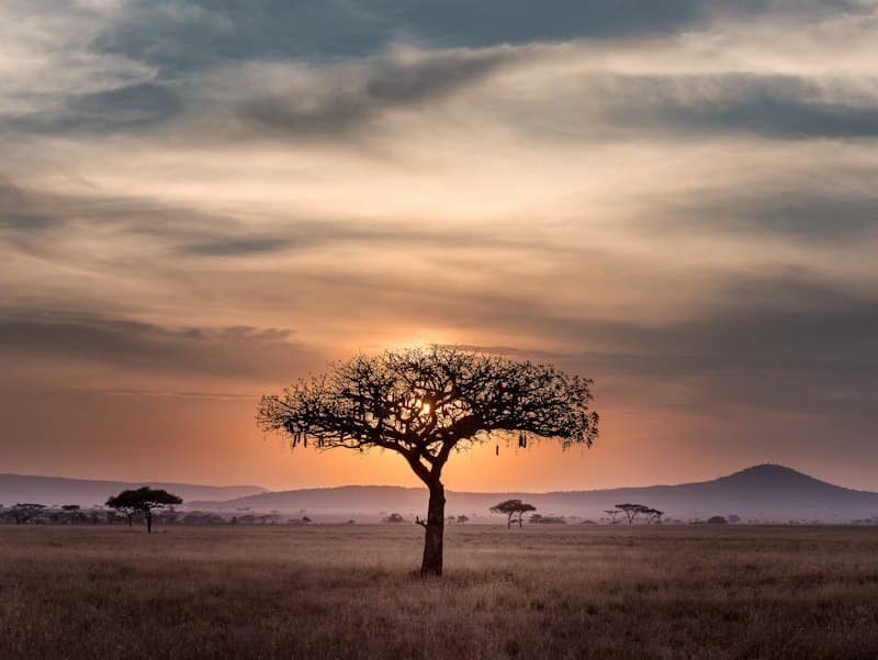 An acacia tree on the African savannah at sunset